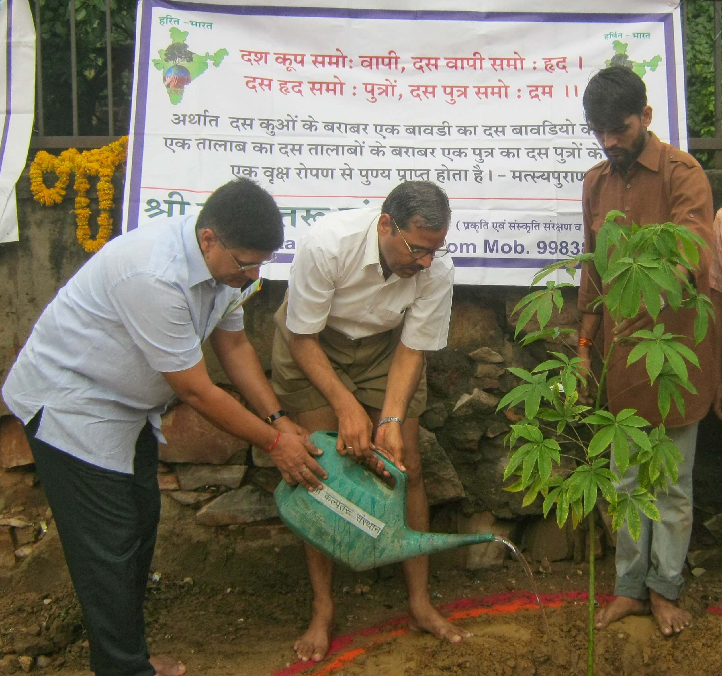 Trees planted by the NGO, Shree Kalpataru Sansthan. Image credit: Shree Kalpataru Sansthan