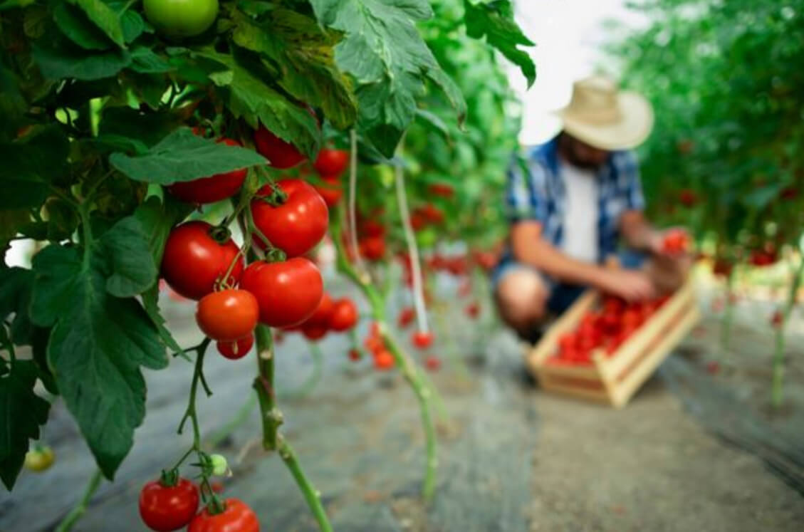 An organic garden with full-grown tomatoes (Image credit: Aleksander on Freepik)