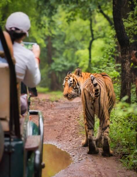 Ranthambore Tiger Safari