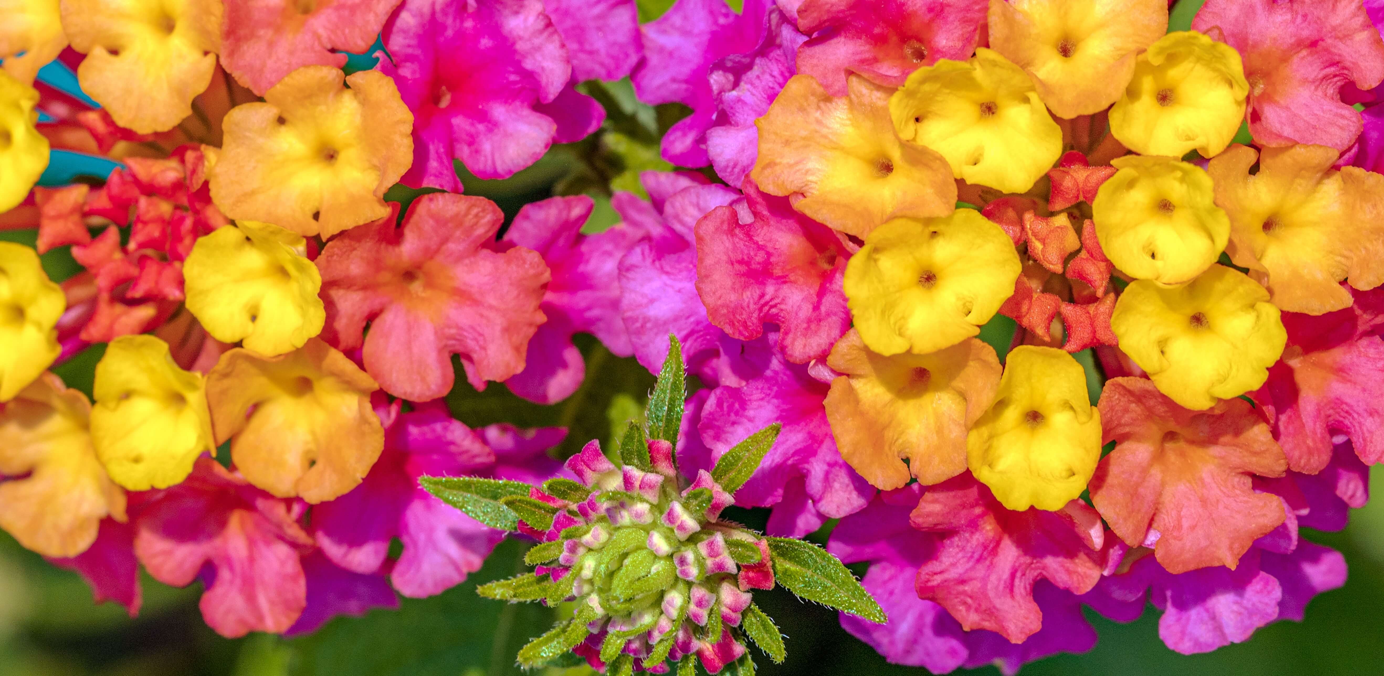 What Is Lantana Camara & Why It Spreads