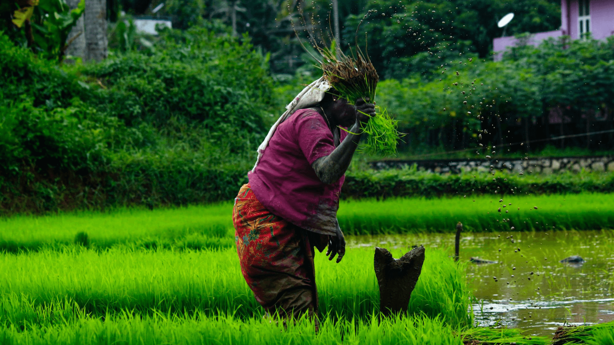 How Summer Crops in India Shot Up by 21.5 Percent