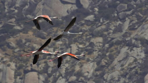 Jawai Wildlife Safari 5
