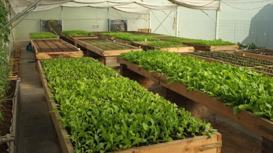 How Jaipur is Embracing the Farm-to-Table Movement 