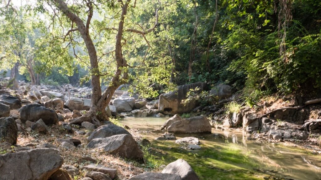 Wildlife Trek at Kumbhalgarh 6