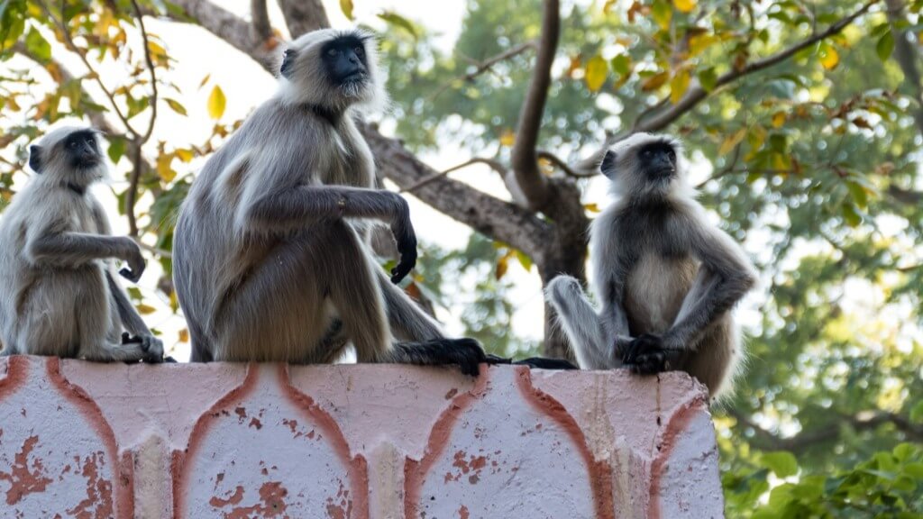 Wildlife Trek at Kumbhalgarh 7